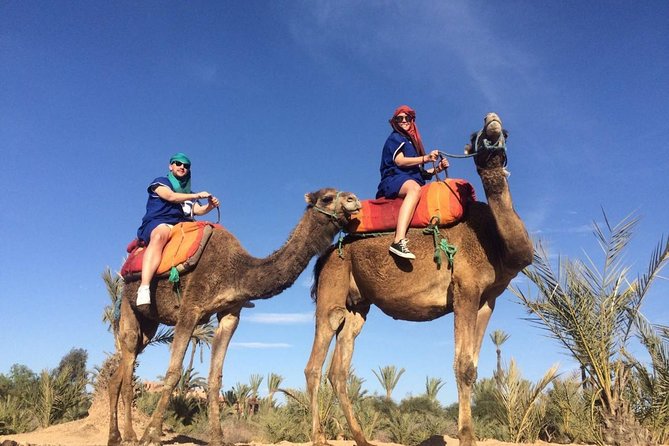 Camel Trek Around Marrakech Palmeraie - Price and What $34.89 Gets You in Real Terms