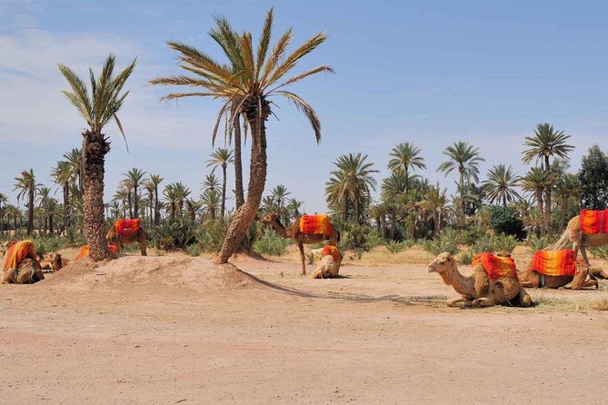 Camel Trek Around Marrakech Palmeraie - Meeting Point at Café de France, Plus Hotel Pickup Comfort