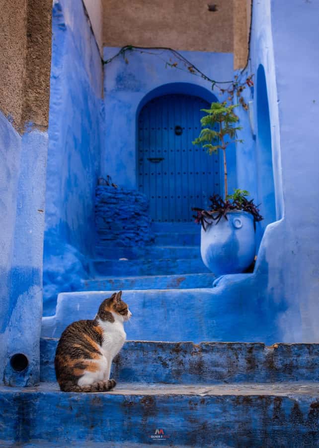 Chefchaouen tour guide - Why Chefchaouen buildings are blue, and how the guide makes it click