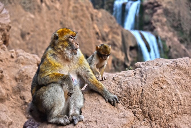 Day Trip to Ouzoud WaterFalls from Marrakech: Shared - Price and value: is $26.75 a deal for a 10-hour day?