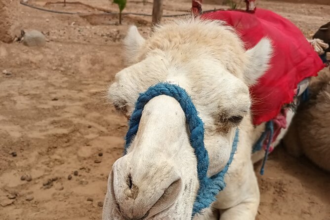 Desert Agafay and Atlas Mountains Day Tour & Camel ride From Marrakech - From Marrakech to Agafay Desert, a Full-Day Route That Actually Makes Sense