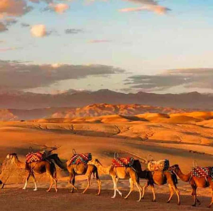 DINNER IN AGAFAY DESERT UNDER THE STARS WITH SHOW AND CAMELS - Agafay at dusk: why this desert dinner feels like a real escape