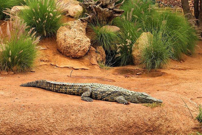 Effortless Agadir Crocoparc Ticket and Transfer Service - Hotel pickup and the air-conditioned ride that keeps things stress-free
