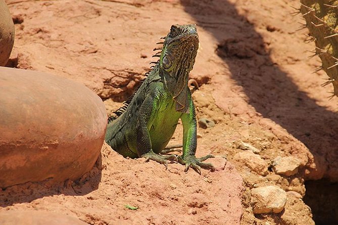 Effortless Agadir Crocoparc Ticket and Transfer Service - The crocodile mouth photo spot: your first big wow at the entrance