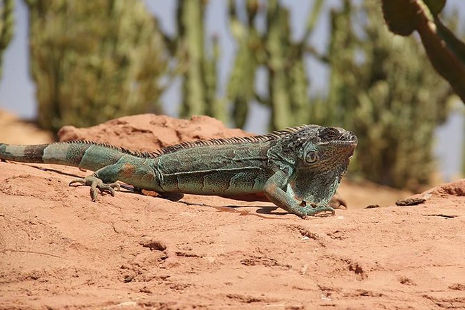Effortless Agadir Crocoparc Ticket and Transfer Service - Feeding sessions and the reptile paths: how to get the best viewing