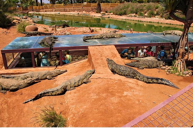 Effortless Agadir Crocoparc Ticket and Transfer Service - More than reptiles: anacondas, plants, and kid-friendly surprises