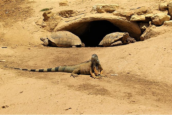 Effortless Agadir Crocoparc Ticket and Transfer Service - Price and timing: what $28.31 per person buys you