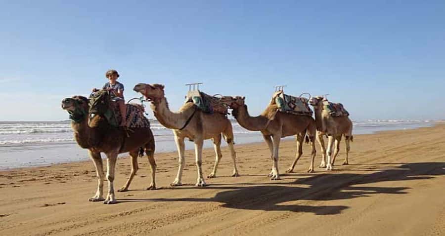 Essaouira: 2-Hour Camel Ride - What to bring, and how to avoid the small annoyances