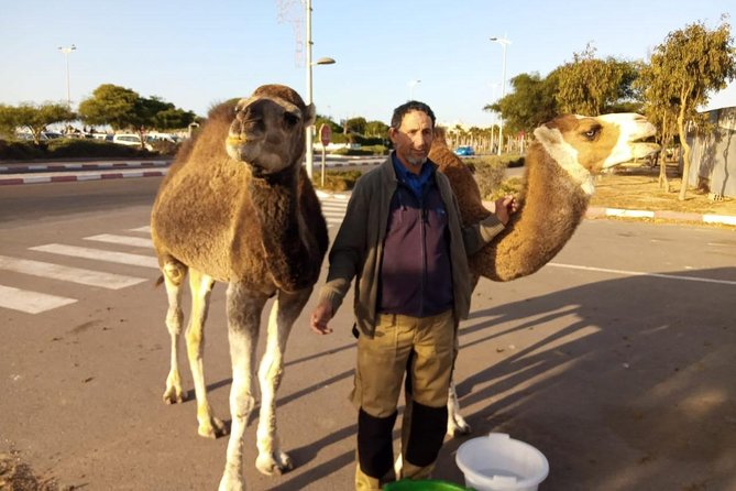 Essaouira Activities: Discover Essaouira by Quad - Languages and private group guidance that make it easier