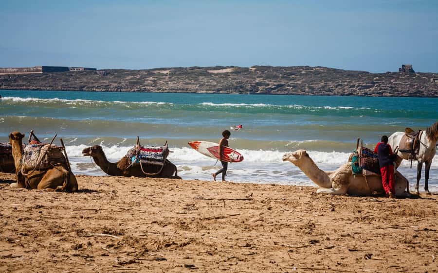 Essaouira Atlantic coast Day trip from marrakech - The Ride Through Argan Country, Coffee Breaks, and Tree-Goat Moments