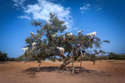 Essaouira Day Trip from Agadir