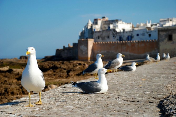 Essaouira Day Trip From Marrakech Including Surf Training - When things go wrong: how the team handles hiccups