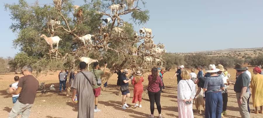 Essaouira Day Trip from Marrakech _ medina, old port - Quick hits before you go