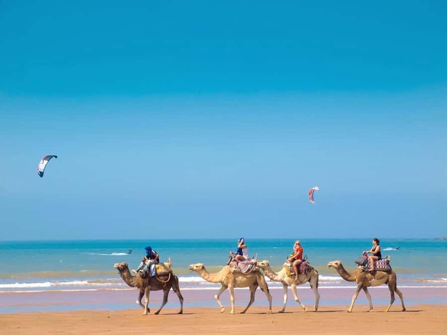 Essaouira Day Trip from Marrakech _ medina, old port - Guides and drivers who make the day run smoothly