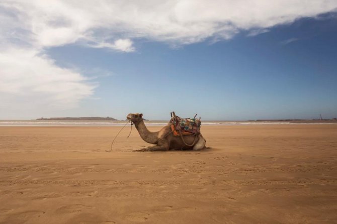 Essaouira Full Day Trip - Fishing Port: Where the Small Blue Boats Tell the Story