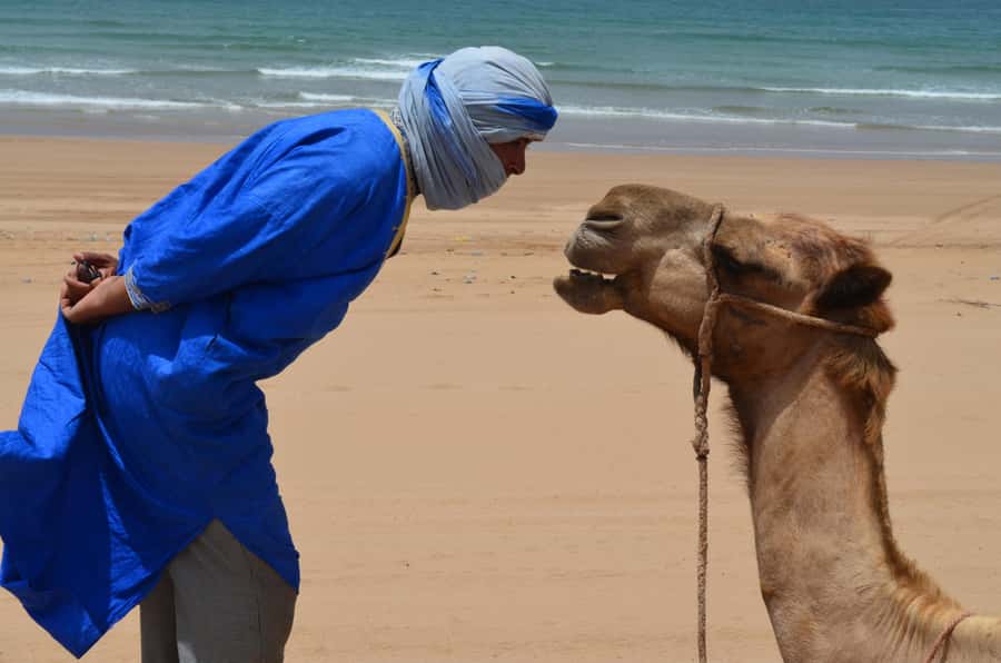 Essaouira: One Hour Dromedary Ride - How a one-hour ride from Diabat to Essaouira really feels