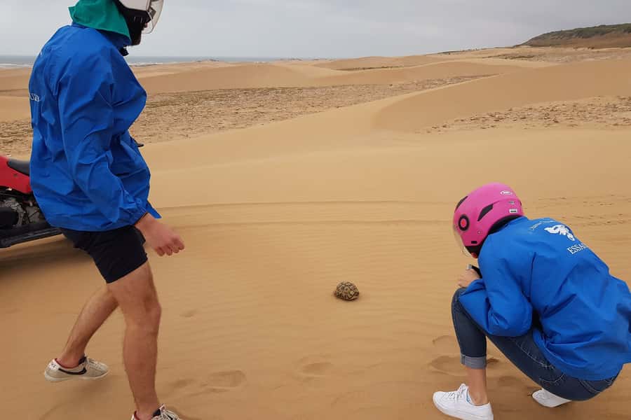 Essaouira P3: Quad tour forest beach dunes (free transfer) - What you will see: dunes, pines, and landmark moments