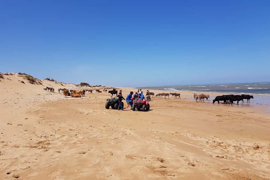 Essaouira P3: Quad tour forest beach dunes (free transfer) - Logistics that keep your day simple: pickup, water, and timing