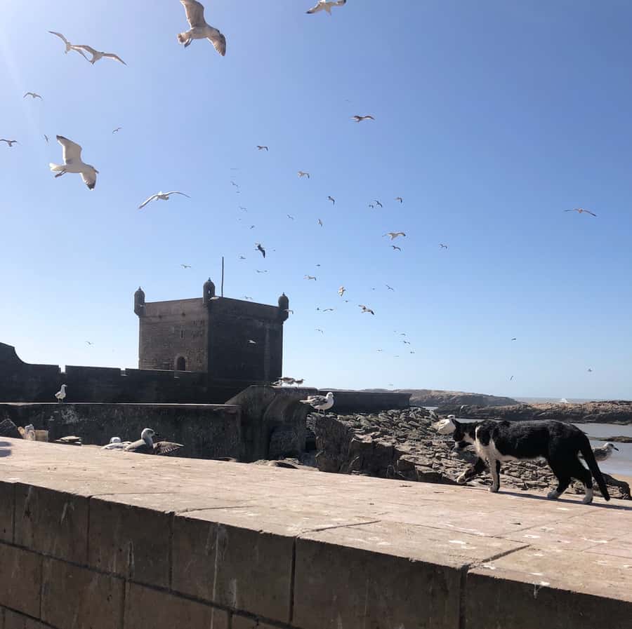 Essaouira: Private City Tour - Moroccan Tea in the Main Square, Then Straight to the Scala