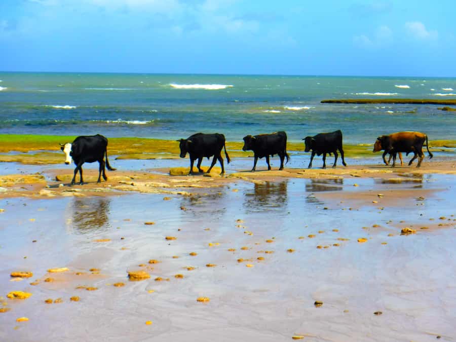 Essaouria: Beach & Big Dunes 2-Hour Quad Biking Tour - Key Points You Should Know Before You Go