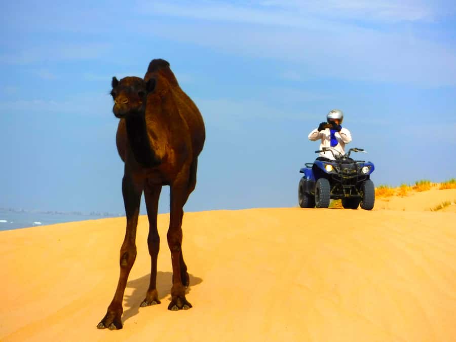 Essaouria: Beach & Big Dunes 2-Hour Quad Biking Tour - The Beach Run on the Atlantic Side: Fast Views, Wide Open Space