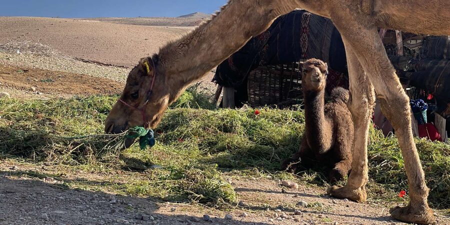 Evening Marrakech: Agafay Desert Quad , Camel & Dinner Shows - Who This Tour Fits Best (And Who Might Want a Different Plan)