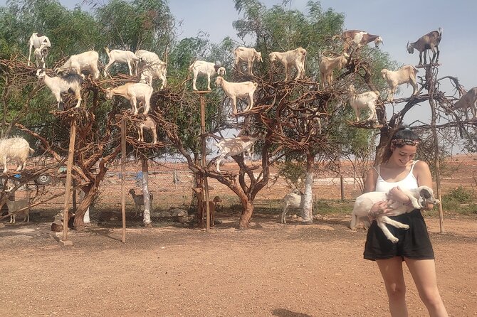 Excursion Essaouira from Marrakech - Essaouira in One Day: A Realistic Coast Reset from Marrakech