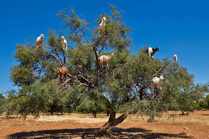 Excursion Essaouira from Marrakech - Price and What You Actually Get for $21
