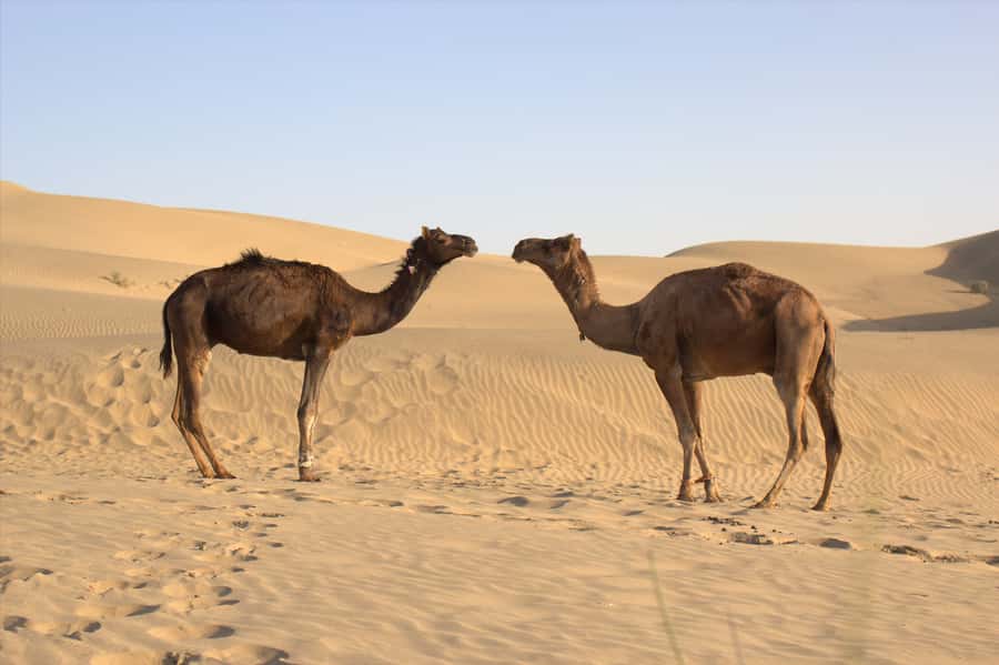From Agadir: 4×4 Jeep Sahara Desert Tour with Lunch - Berber Farm Lunch: Tajine, Couscous, and Mint Tea