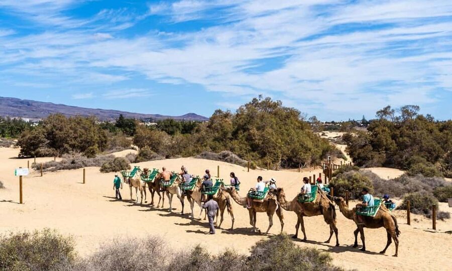 From Agadir: Camel Ride and Flamingo Trek - Flamingoes: how to think about sightings without getting disappointed