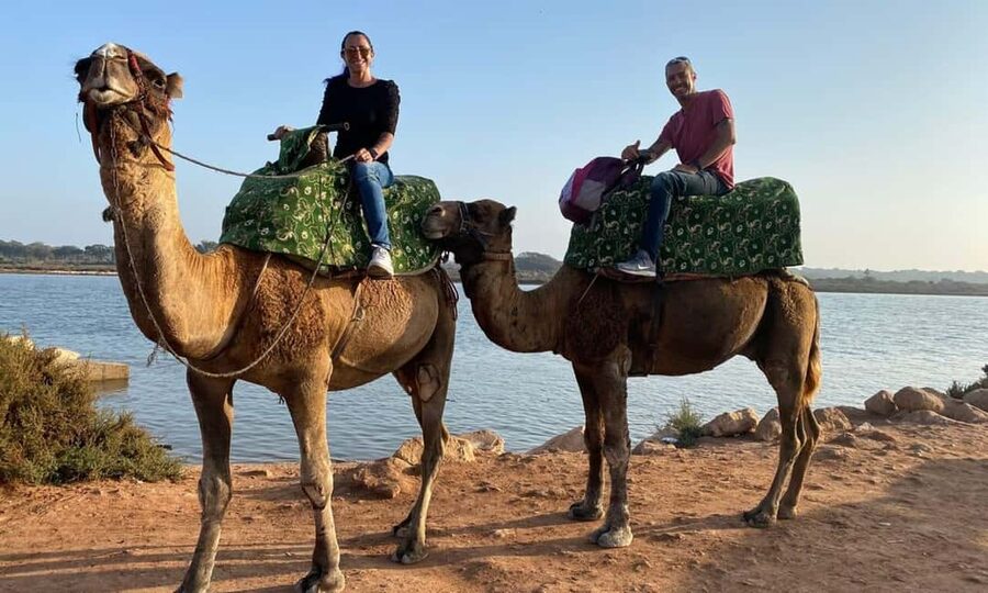 From Agadir: Camel Ride and Flamingo Trek - Camels up close: comfort, gentleness, and what the ride feels like