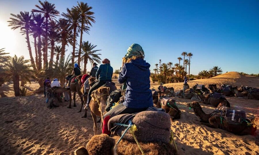 From Agadir: Camel Ride and Flamingo Trek - Who this camel ride is best for (and who should think twice)
