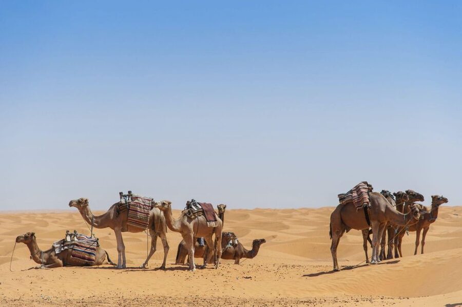 From Agadir: Camel Ride and Flamingo Trek - Should you book this camel ride and flamingo trek from Agadir?
