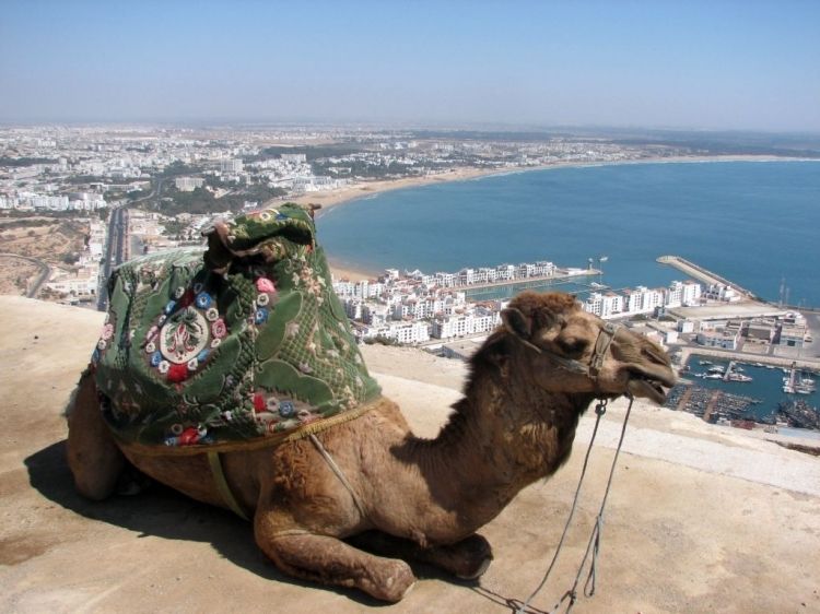 From Agadir: City Tour with Hotel or Port Transfers - Key highlights I’d prioritize