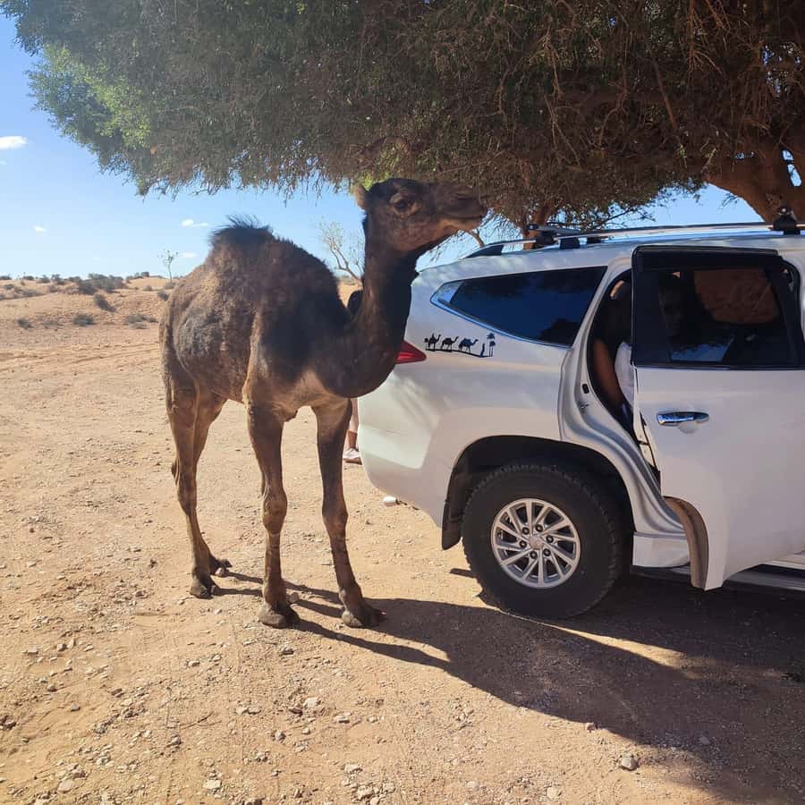 From Agadir: Mini Sahara Day Tour with Lunch - From Agadir to the Pre-Sahara in One Day