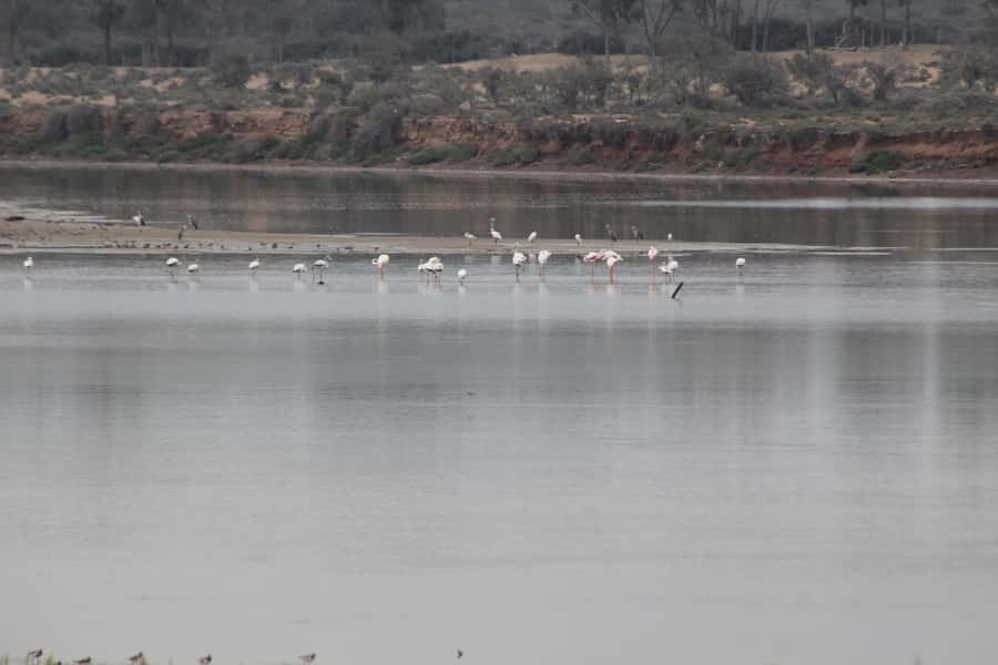 From Agadir or Taghazout: Camel Ride Berber Tour Experience - Key highlights worth your attention