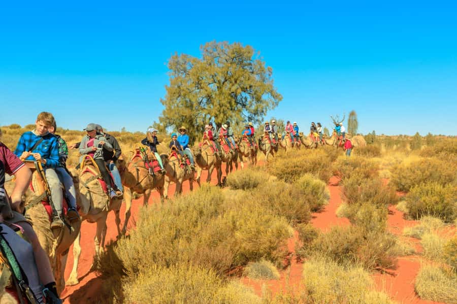 From Agadir or Taghazout: Camel Ride Berber Tour Experience - The ranch arrival: mint tea, waiting calmly, and meeting the handlers