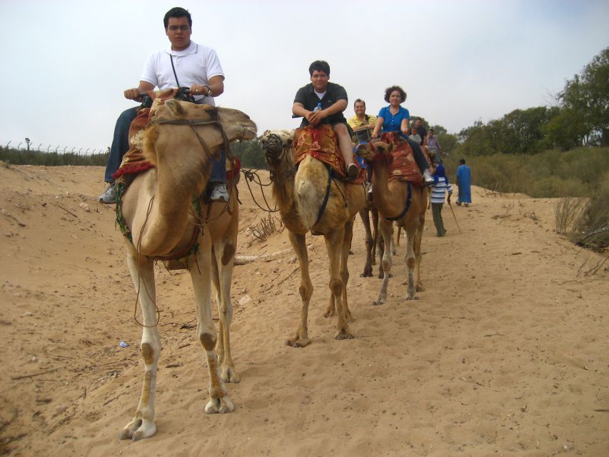 From Agadir or Taghazout: Camel Ride Berber Tour Experience - What the camel ride feels like: a relaxing route, not a stunt