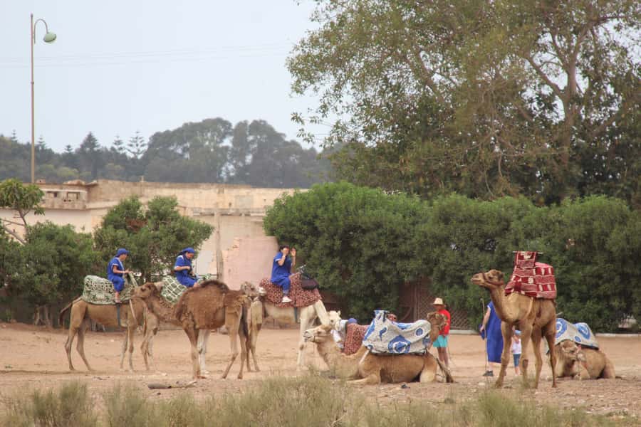From Agadir or Taghazout: Camel Ride Berber Tour Experience - Eucalyptus forest and riverbank views: where the calm comes from