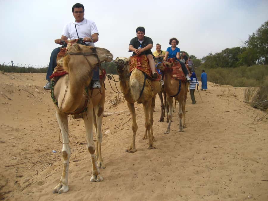 From Agadir or Taghazout: Camel Ride Berber Tour Experience - Flamingoes: how to spot them, and what to do when they are distant