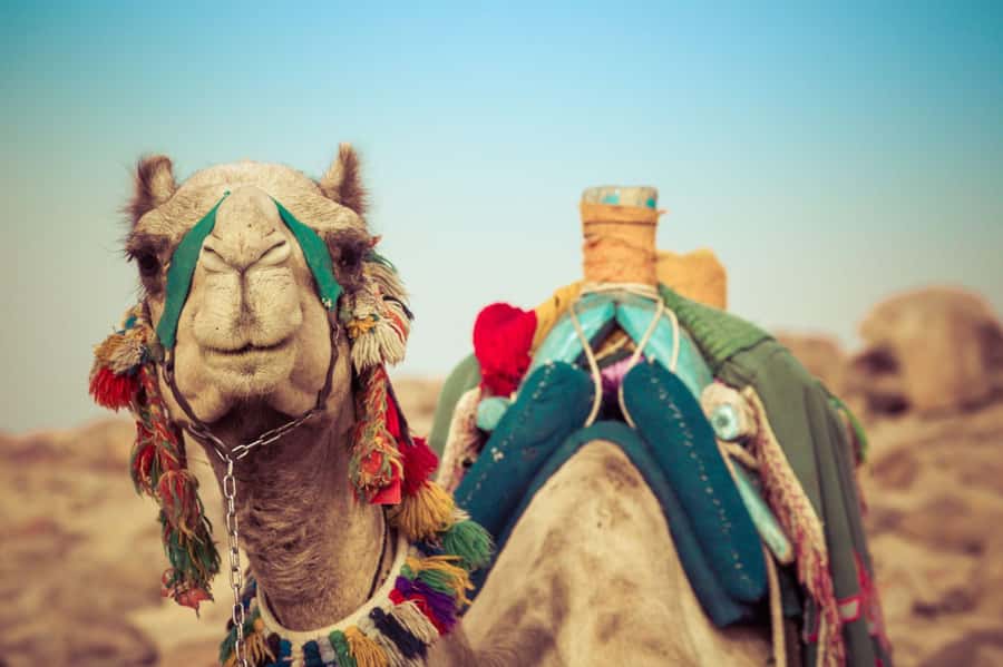 From Agadir or Taghazout: Camel Ride Berber Tour Experience - The optional barbecue upgrade: good to know before you choose