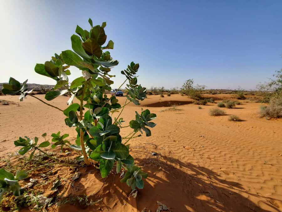 From Agadir: Sahara Desert Day Trip and Camel Ride - Off-road jeep time: how the Anti-Atlas drive becomes part of the experience