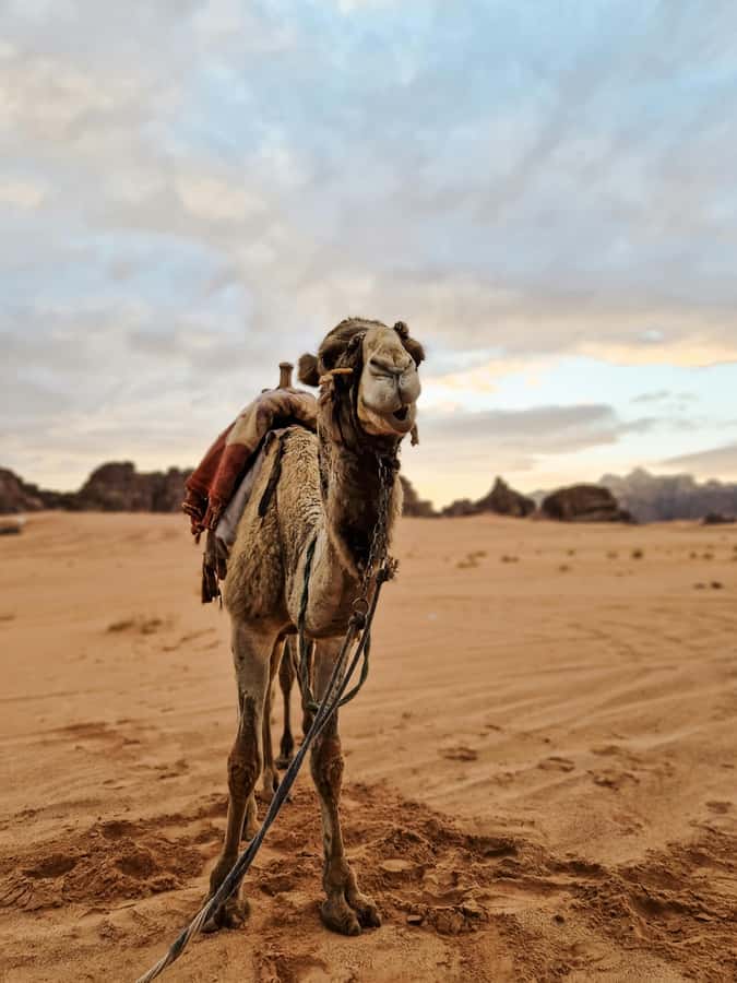 From Agadir: Sahara Desert Day Trip and Camel Ride - Mini Sahara dunes: the “desert” moment, plus what the short camel ride really is