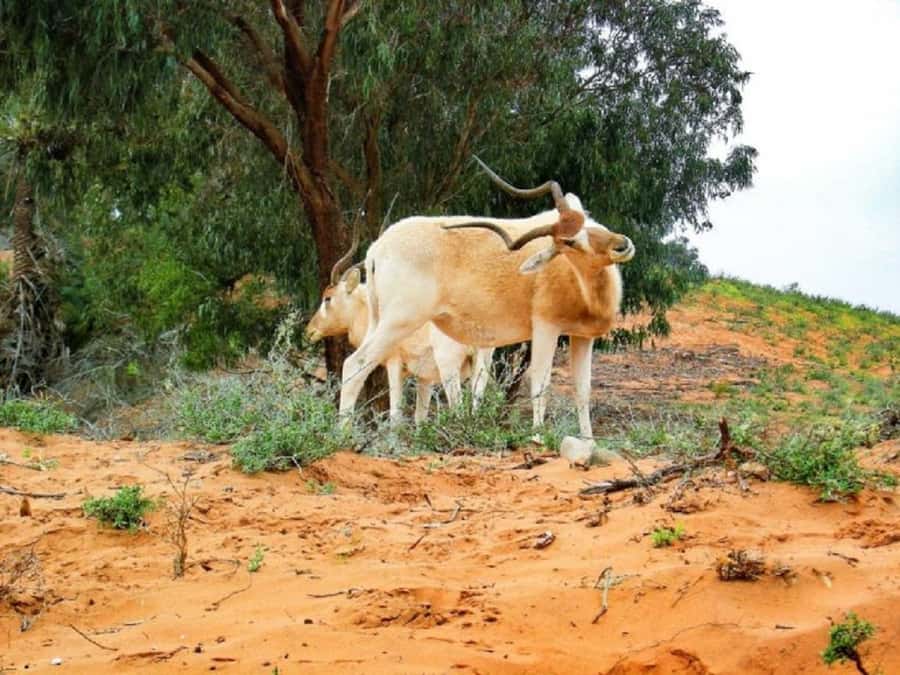 From Agadir: Souss-Massa National Park Tour with Lunch - Key things you will notice on this Souss-Massa day