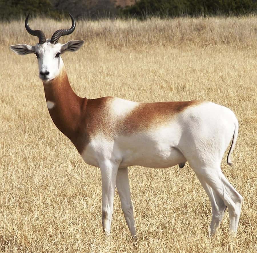 From Agadir: Souss-Massa National Park Tour with Lunch - Price and value: is $79 a fair deal for 5-6 hours?