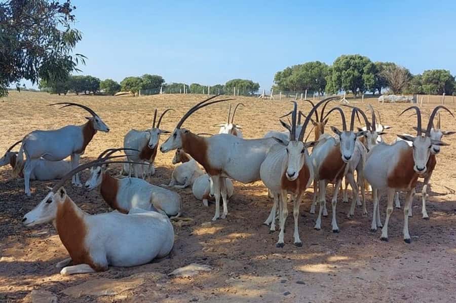From Agadir: Souss-Massa National Park Tour with Lunch - Wildlife spotting game plan inside the park