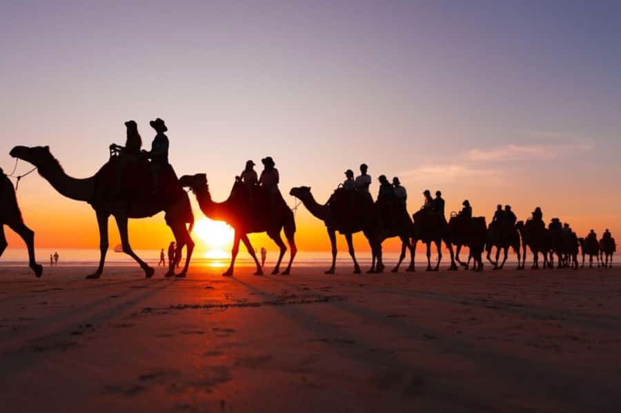 From Agadir: Souss River Camel Ride - The Eucalyptus Forest and River Route: Quiet Nature With a Real Morocco Feel