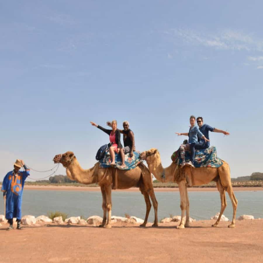 From Agadir: Souss River Camel Ride - Wildlife Spotting and Bird Watching Without Getting Stuck in a Crowd