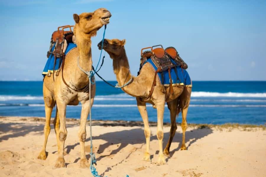 From Agadir: Souss River Camel Ride - Price and Value at $24: What You’re Really Paying For