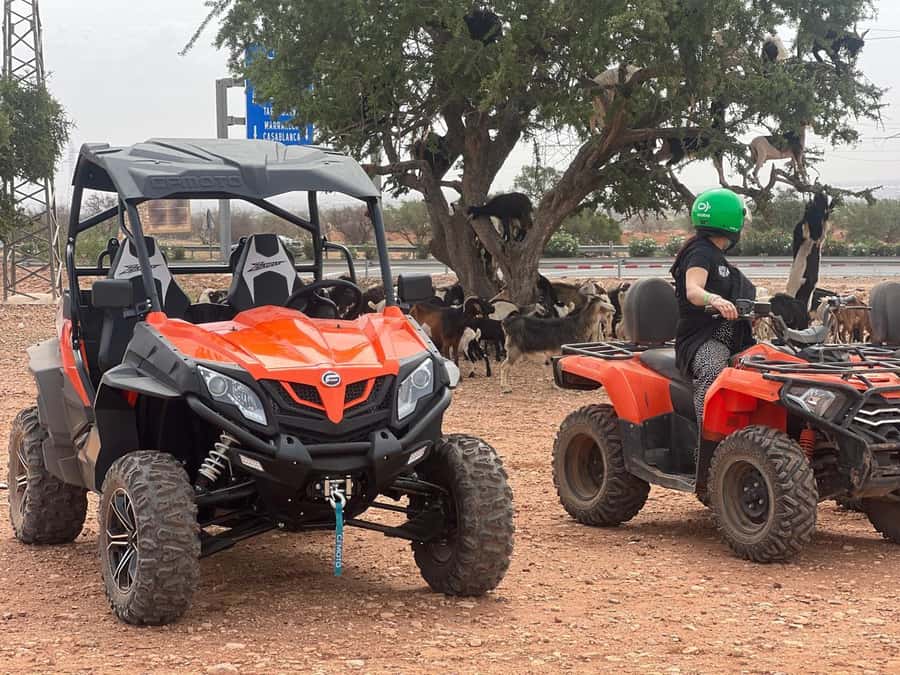From Agadir/Taghazout: Buggy Safari Adventure & Moroccan Tea - Pace and expectations: who will love it, and who might not